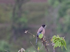 Garrulus lanceolatus