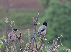 Garrulus lanceolatus