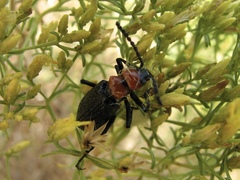 Lytta vulnerata