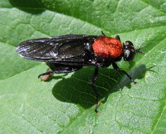 Clitellaria ephippium