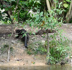 Lutrogale perspicillata