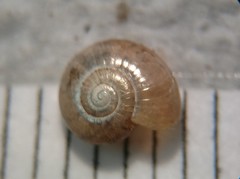 Glyphyalinia