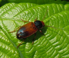 Diachromus germanus