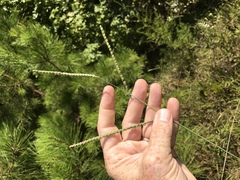 Paspalum floridanum