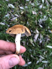 Basidiomycota