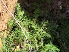 Gleichenia microphylla