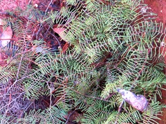 Gleichenia microphylla