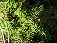 Gleichenia microphylla
