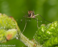 Ochlerotatus
