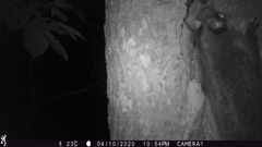 Anomalurus derbianus