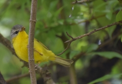 Phylloscopus xanthoschistos