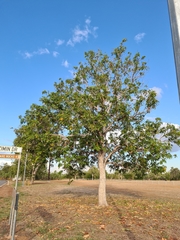 Canarium australianum