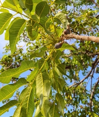 Canarium australianum