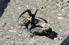 Laudakia tuberculata