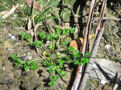 Hydrocotyle foveolata