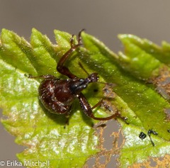 Attelabinae
