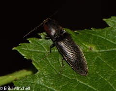 Agriotes fucosus