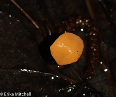 Mitrula lunulatospora