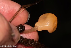 Mitrula lunulatospora