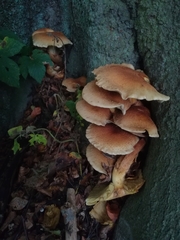 Pholiota squarrosa
