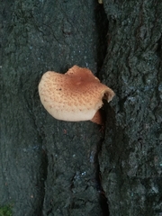 Pholiota squarrosa
