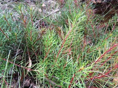 Persoonia chamaepeuce