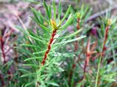 Persoonia chamaepeuce
