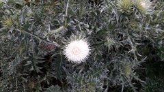 Cirsium eriophorum