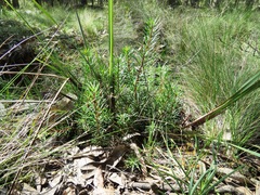 Persoonia chamaepeuce