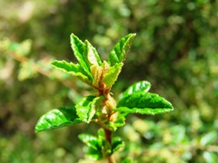 Pomaderris racemosa