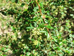 Pomaderris racemosa