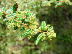 Pomaderris racemosa