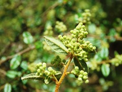 Pomaderris racemosa