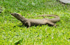 Clouded Monitor photo 4