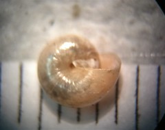 Glyphyalinia