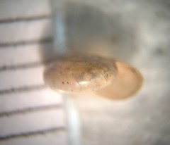Glyphyalinia