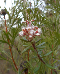 Grevillea phylicoides