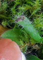 Pilosella aurantiaca