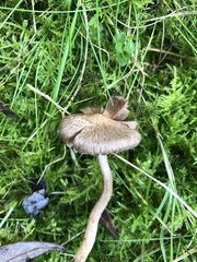 Lacrymaria lacrymabunda