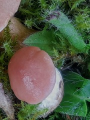 Pilosella aurantiaca