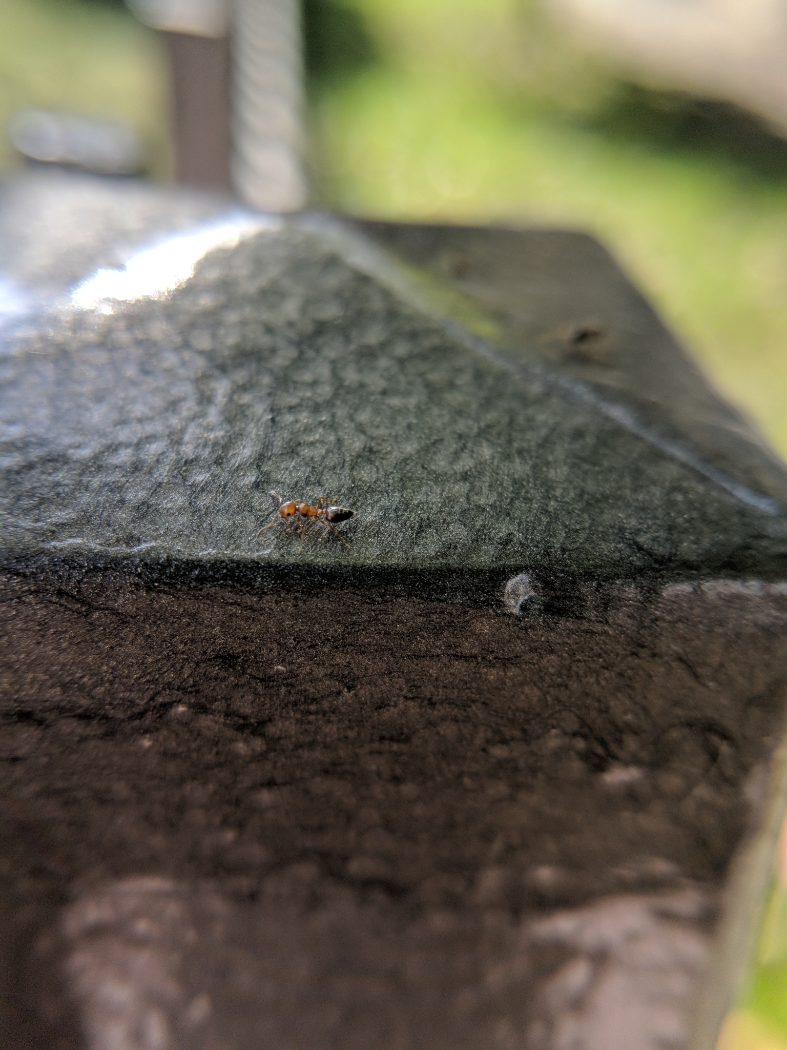 Crematogaster schmidti