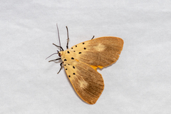 Asota iodamia