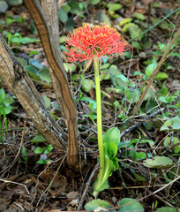 Scadoxus multiflorus multiflorus
