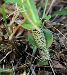 Scadoxus multiflorus multiflorus