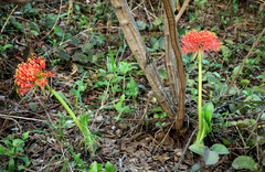 Scadoxus multiflorus multiflorus