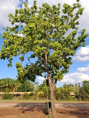 Erythrophleum chlorostachys