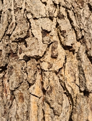Erythrophleum chlorostachys
