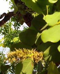 Erythrophleum chlorostachys