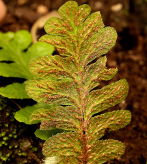 Asplenium phillipsianum