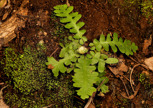 Asplenium phillipsianum